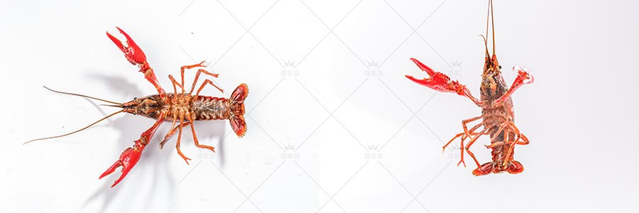 摄影白底小龙虾生虾高清大图图片素材，小龙虾电商设计广告照片素材