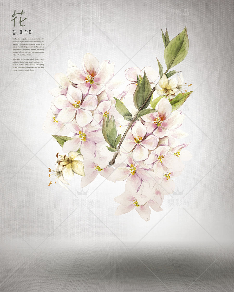 婚纱写真摄影后期换景抠图背景PSD模板素材，浪漫鲜花、花草、花朵、花卉设计素材