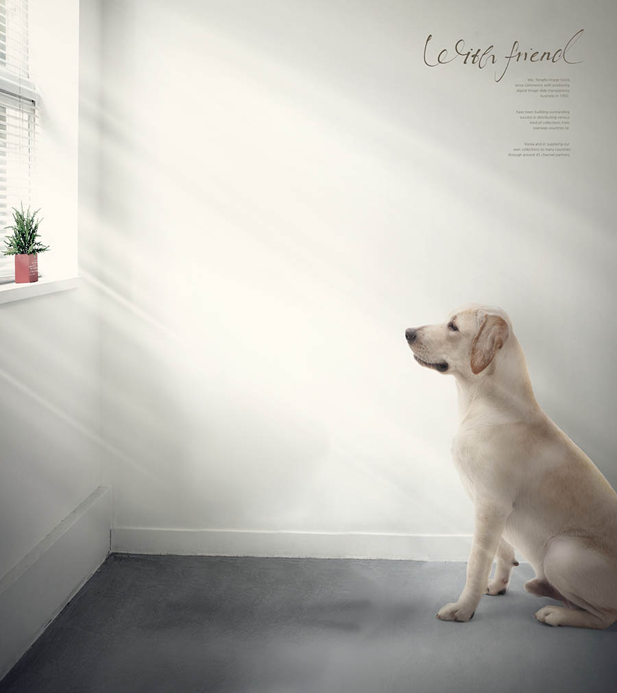 动物宠物、可爱猫咪狗狗、儿童写真合成背景PSD海报模板