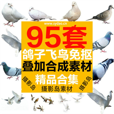 95款白鸽子、飞鸟、信鸽、和平鸽PNG免抠透明叠加合成素材，PSD鸽子素材