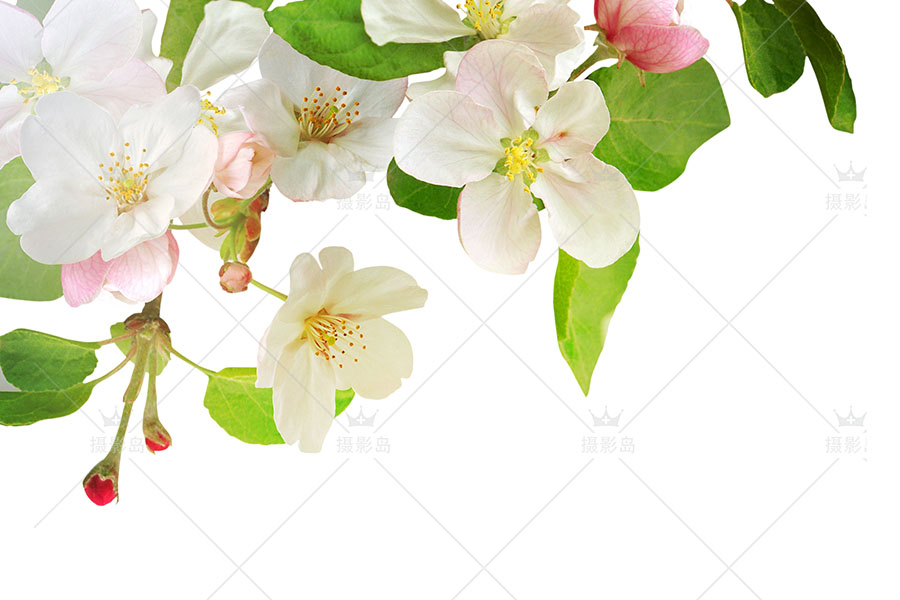 花卉、樱花、茶花、海棠、梅花、树、叶子png透明图片素材