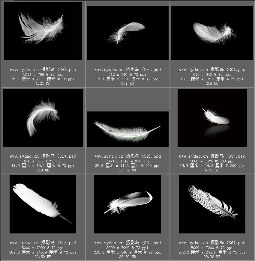 鸟类羽毛、白色彩色羽翼合成ps图片素材
