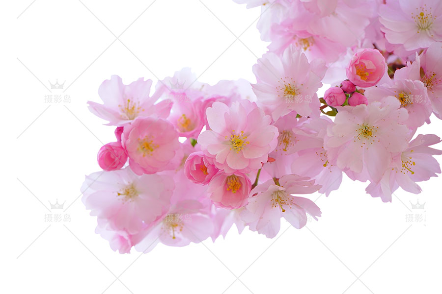 花卉、樱花、茶花、海棠、梅花、树、叶子png透明图片素材