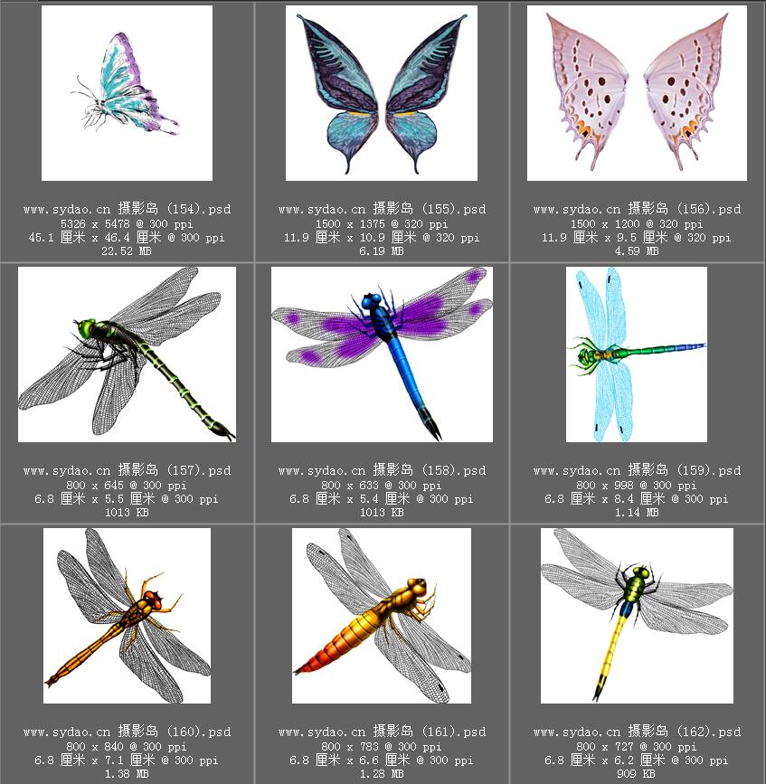 唯美蝴蝶、蜻蜓PNG免抠图片素材