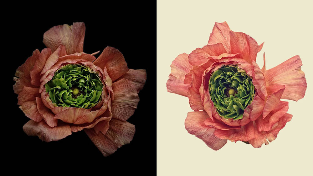 花卉花瓣花朵静物摄影图片参考学习素材，德国摄影师Bettina Guber作品集欣赏