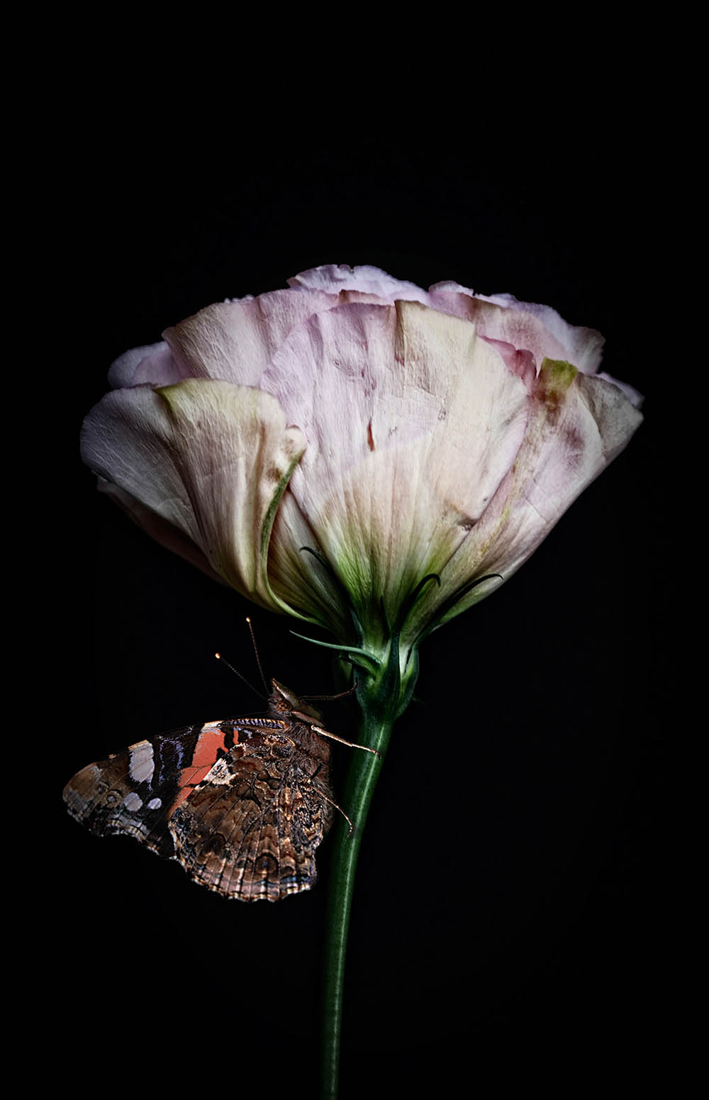 花卉花瓣花朵静物摄影图片参考学习素材，德国摄影师Bettina Guber作品集欣赏