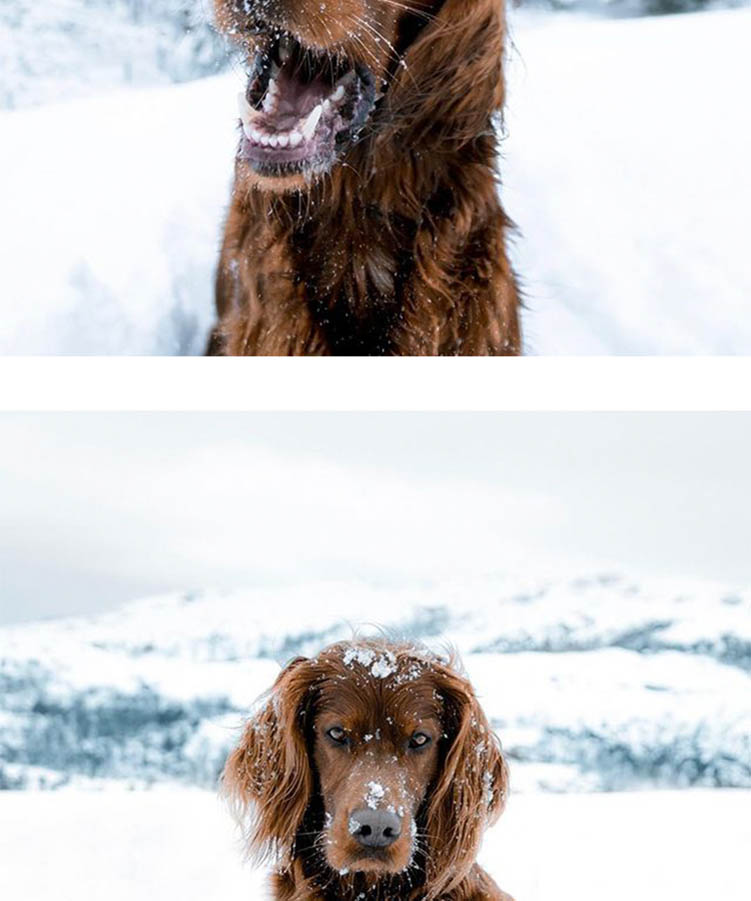 冬天雪景宠物风光预设，适用于Lightroom/PS/手机版LR/PR/AE/FCPX/Luts/达芬奇等后期调色滤镜