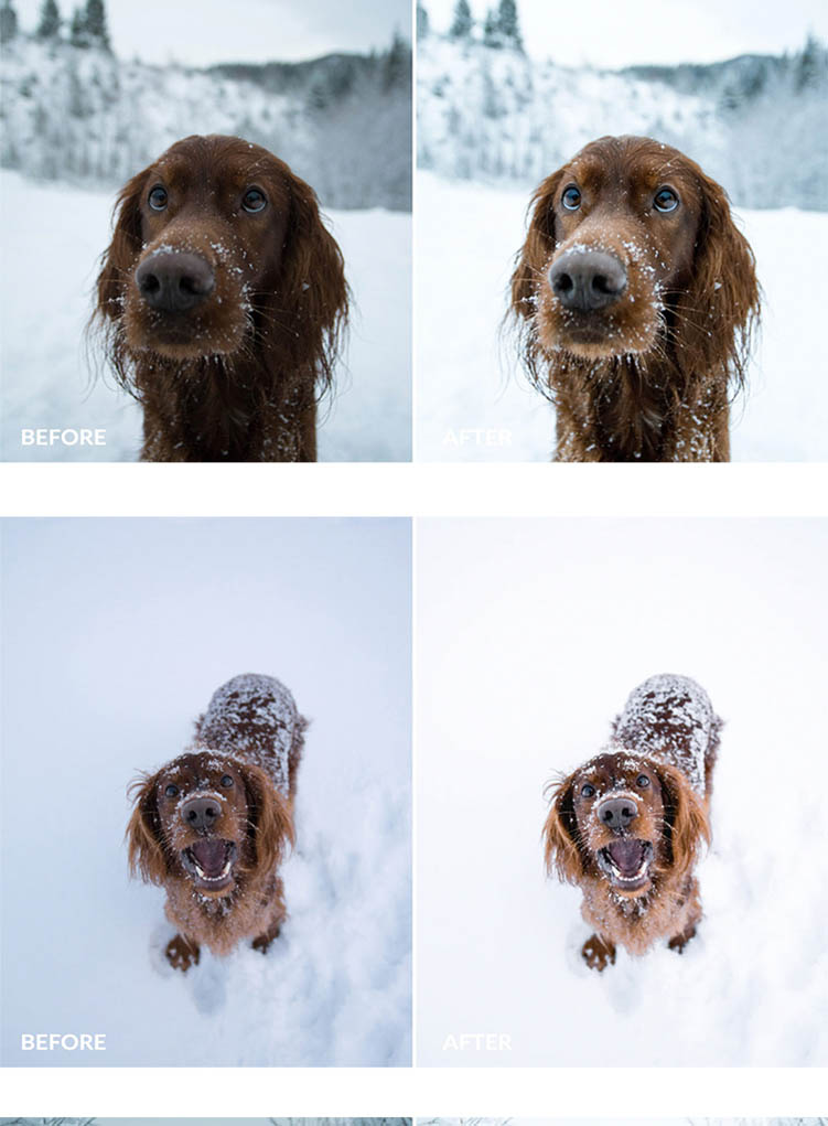 冬天雪景宠物风光预设，适用于Lightroom/PS/手机版LR/PR/AE/FCPX/Luts/达芬奇等后期调色滤镜