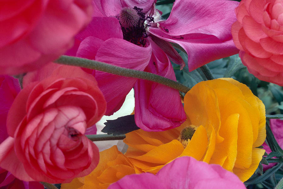 马格南彩色摄影先驱街头纪实摄影、风光花卉图片素材，恩斯特哈斯 Ernst Haas作品集欣赏