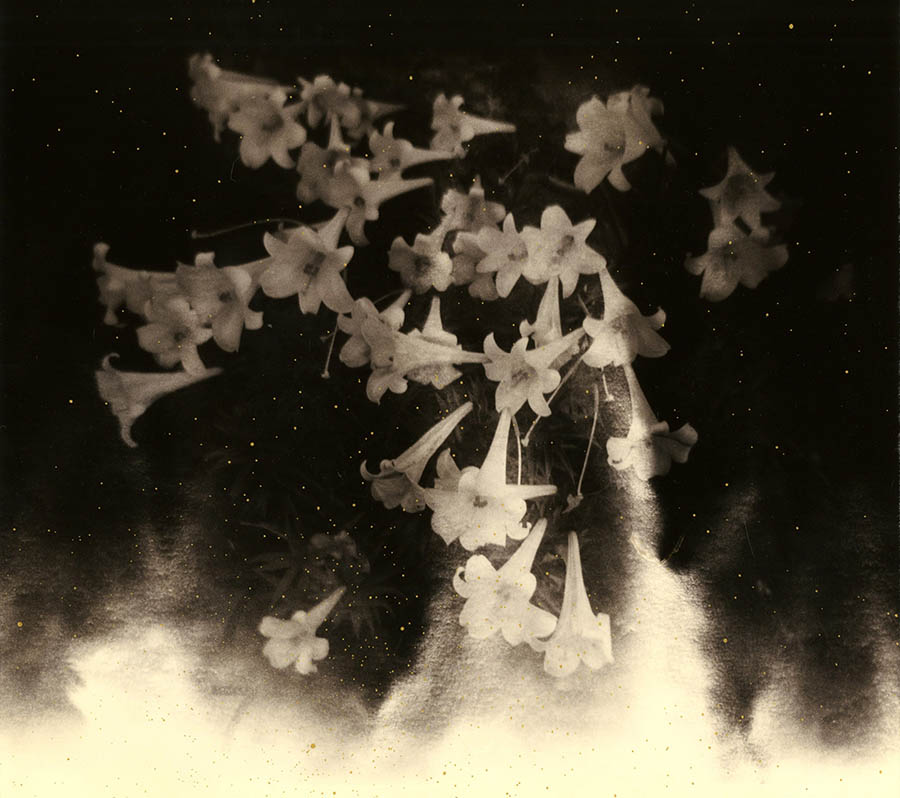 日本著名摄影大师山本昌男Masao Yamamoto黑白胶片草木鸟类人体作品集图库欣赏