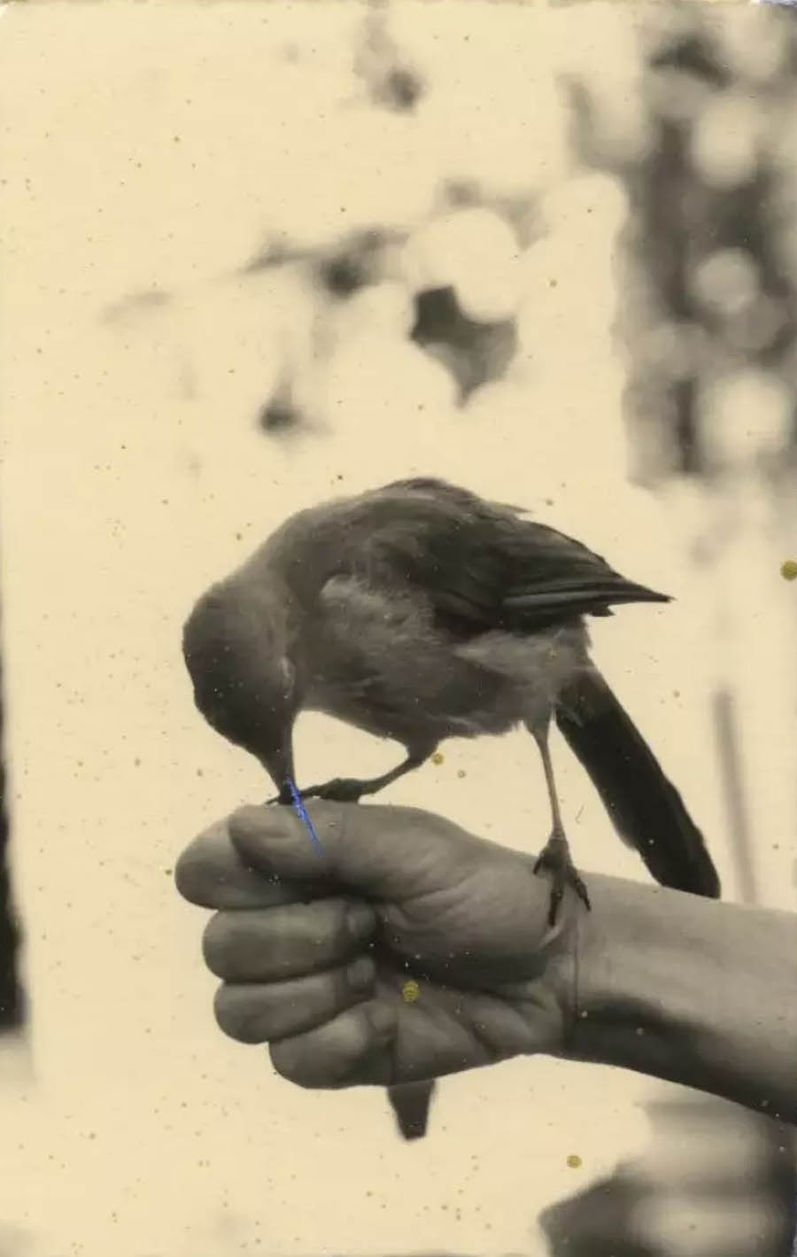 日本著名摄影大师山本昌男Masao Yamamoto黑白胶片草木鸟类人体作品集图库欣赏