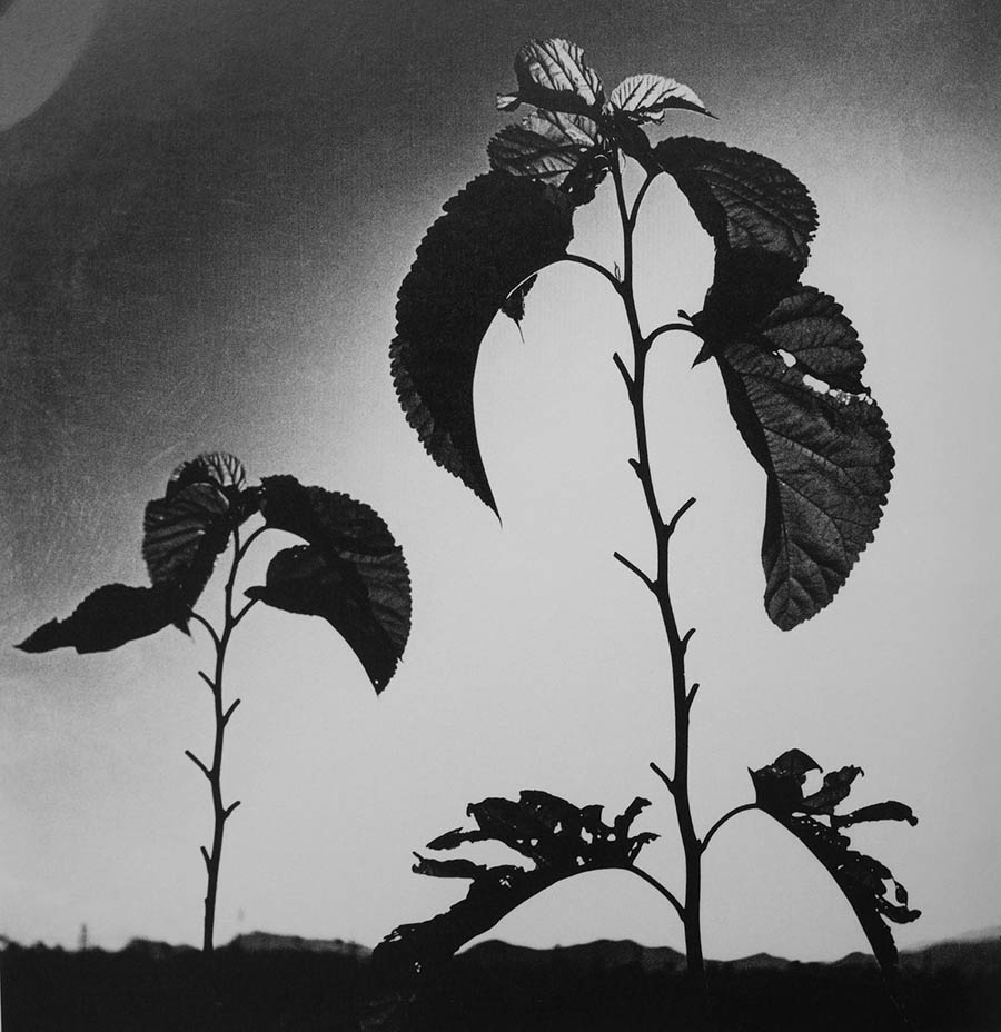 日本前卫摄影黑白纪实摄影图库，植田正治小传记沙丘系列作品集欣赏