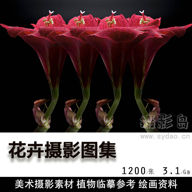1200张高清花卉花朵图片壁纸大全静物摄影照片图集，美术植物临摹设计素材