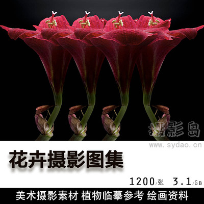 1200张高清花卉花朵图片壁纸大全静物摄影照片图集，美术植物临摹设计素材