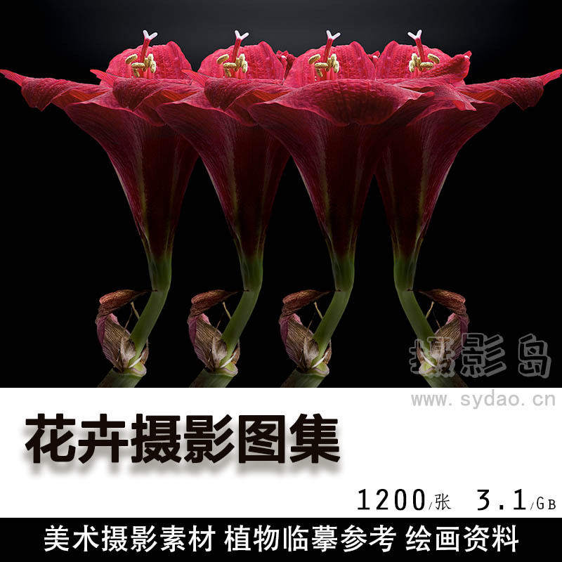 1200张高清花卉花朵图片壁纸大全静物摄影照片图集，美术植物临摹设计素材