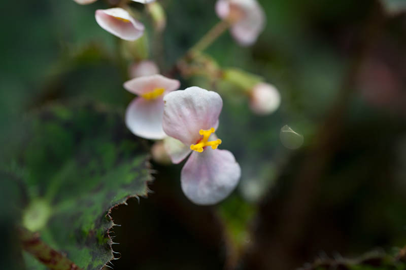 24张花卉花朵摄影作品图片raw未修原片，佳能相机cr2格式原图练习素材
