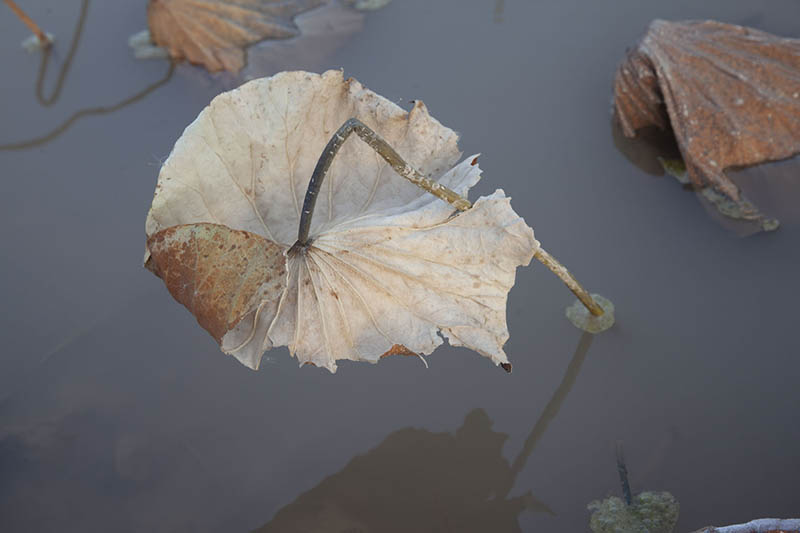 湖泊水库草地风景风光raw未修原片