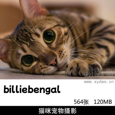 564张宠物爱宠猫咪摄影图片作品集欣赏，宠物摄影师billie bengal作品审美提升素材