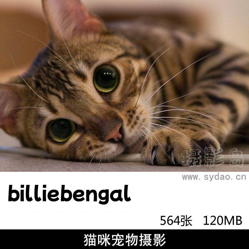 564张宠物爱宠猫咪摄影图片作品集欣赏，宠物摄影师billie bengal作品审美提升素材
