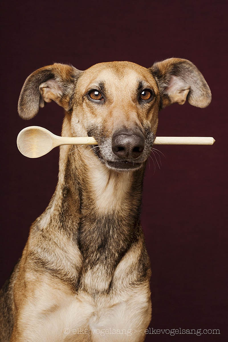 动物宠物狗狗肖像摄影作品集欣赏，摄影师Elke Vogelsang作品图片