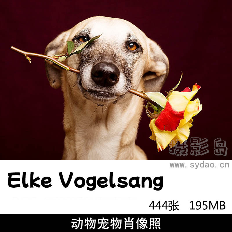 444张动物宠物狗狗肖像摄影作品集欣赏，摄影师Elke Vogelsang作品图片审美提升素材