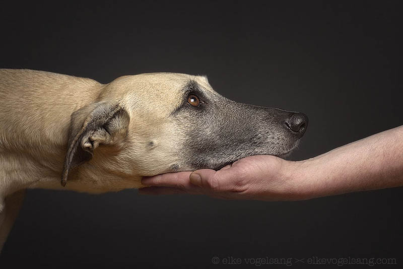 动物宠物狗狗肖像摄影作品集欣赏，摄影师Elke Vogelsang作品图片