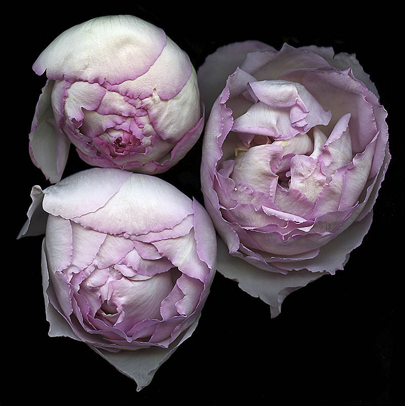 摄影师Kate Scott黑白彩色花朵花卉摄影作品集欣赏