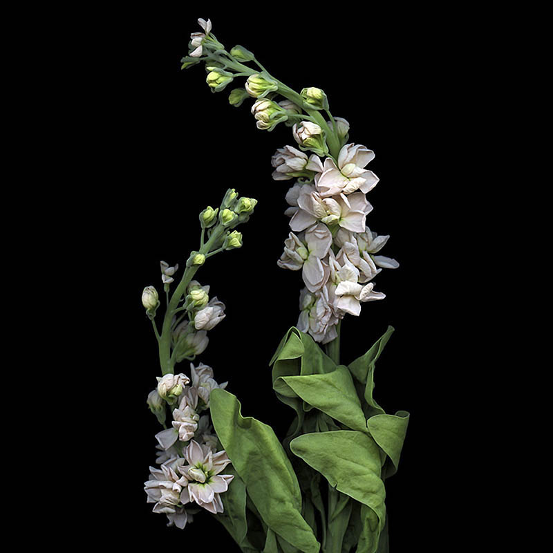 摄影师Kate Scott黑白彩色花朵花卉摄影作品集欣赏