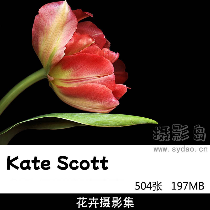504张黑白彩色花朵花卉摄影作品集欣赏，摄影师Kate Scott图片参考审美提升素材