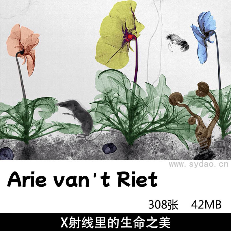 308张动植物内部X光照片欣赏， 荷兰艺术家Arie van ’t Riet X射线图像作品素材