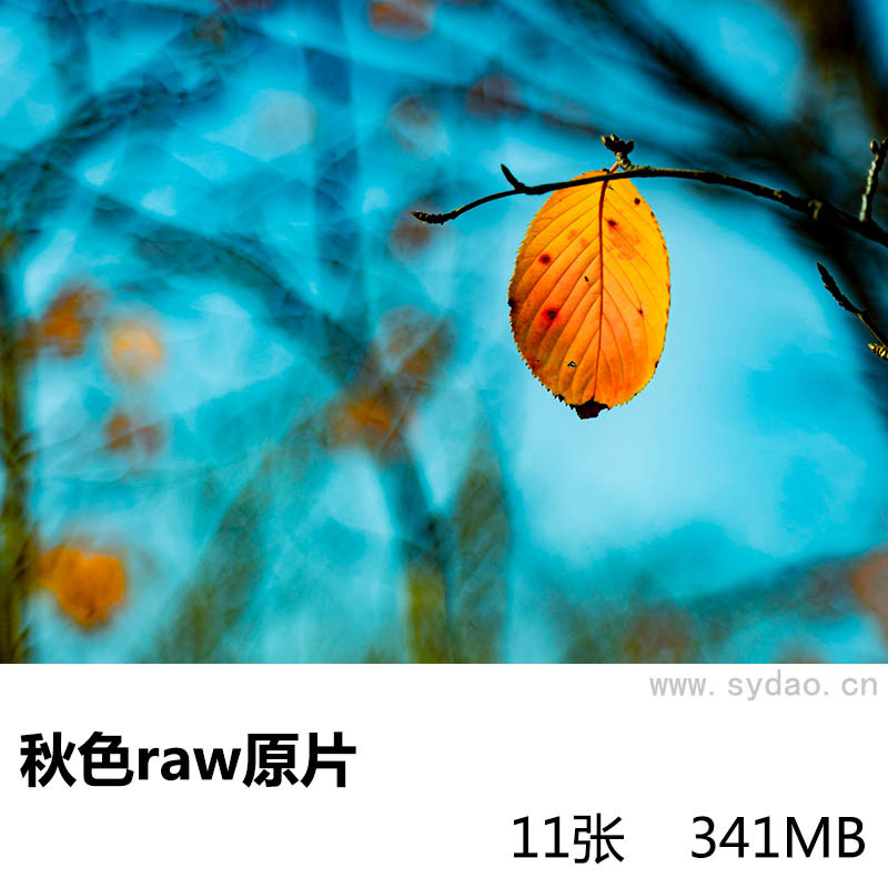 11张秋天枯黄叶子风光raw未修原片，索尼SONY相机ARW格式原图摄影后期修图练习素材