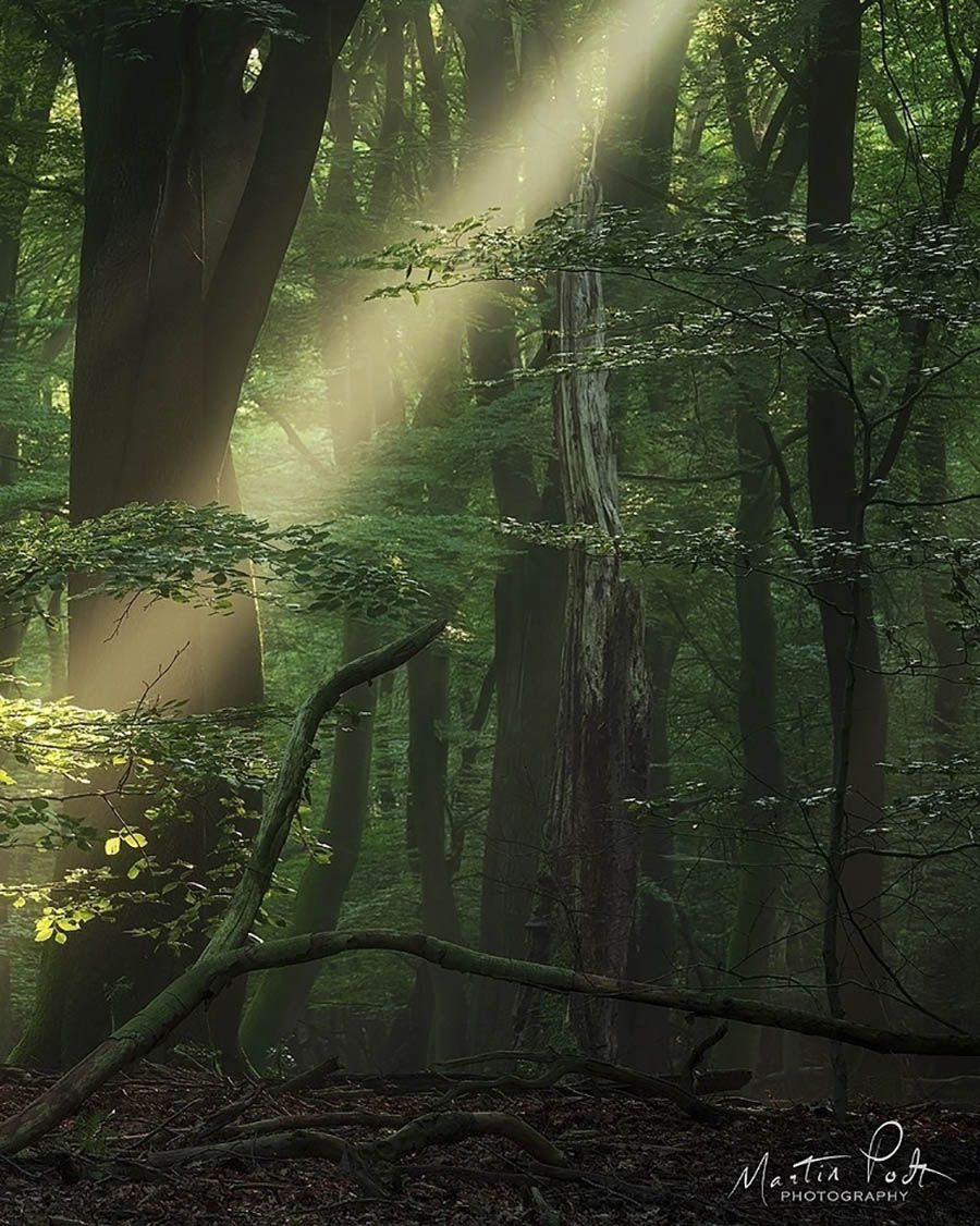 奇幻森林风光摄影作品图片集欣赏，荷兰风光摄影师Martin Podt作品审美提升素材