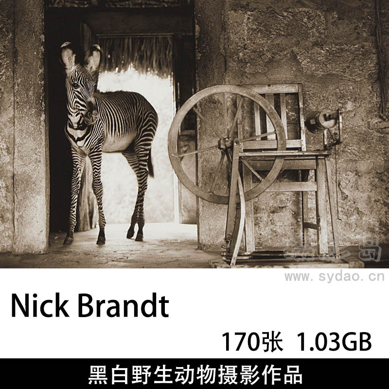 170张黑白野生动物大象斑马摄影作品图片欣赏，英国摄影师尼克·勃兰特（NickBrandt）作品下载