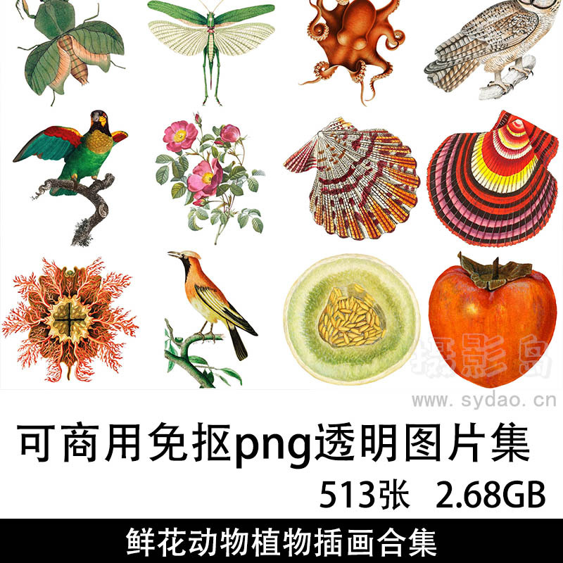 513款可商用鲜花、水果、花草、动物、植物免抠png透明背景复古插画设计自媒体图片素材