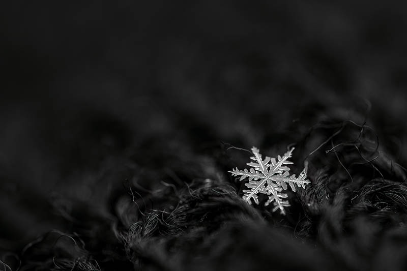 可商用雪花结冰摄影作品图集，国外热门无版权高清雪花冰山冰花图片壁纸设计配图素材