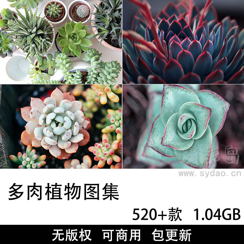 520+张可商用多肉植物摄影作品壁纸图集，免费无版权高清肉质植物图片素材设计师自媒体实拍配图