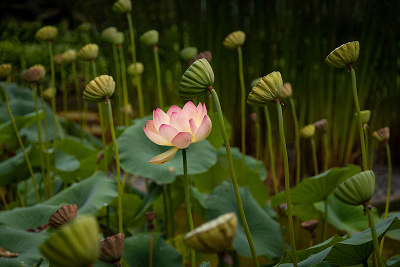 可商用荷花莲花摄影作品图集，无版权高清荷花、莲花、花卉图片素材