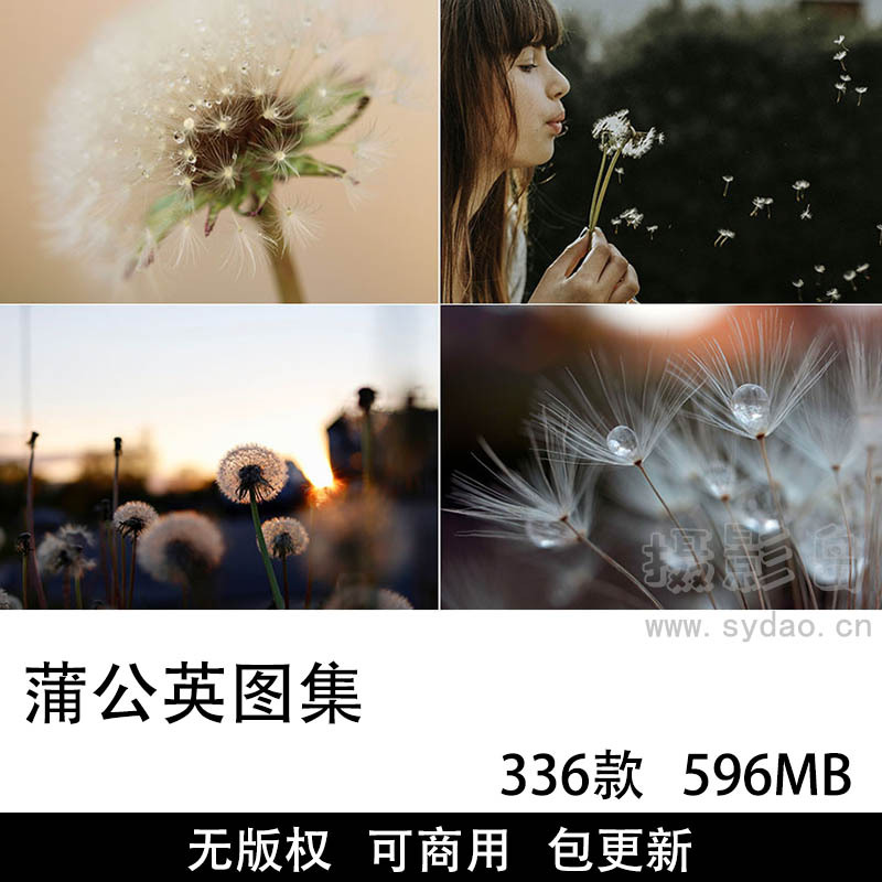 336张可商用蒲公英摄影作品图集，设计无版权唯美蒲公英、花卉植物背景壁纸图片素材