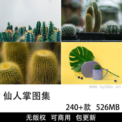 240+张可商用仙人掌摄影作品图集大全，免费无版权CCO协议高清仙人球图片平面设计实拍素材