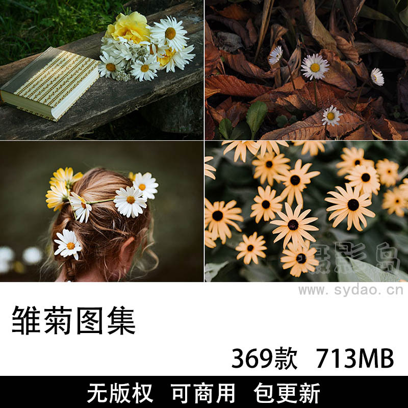 369张可商用雏菊摄影作品图集，CCO无版权文艺小清新雏菊、菊花、花卉夏季植物壁纸自媒体朋友配图片圈素材