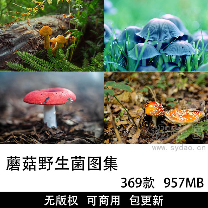 369张可商用蘑菇摄影作品图集，国外无版权超清野生菌类蘑菇图片壁纸设计素材