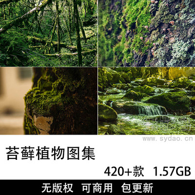 420+张可商用苔藓植物摄影作品图集，COO协议无版权高清苔藓植物图片壁纸素材地衣纹理图大全