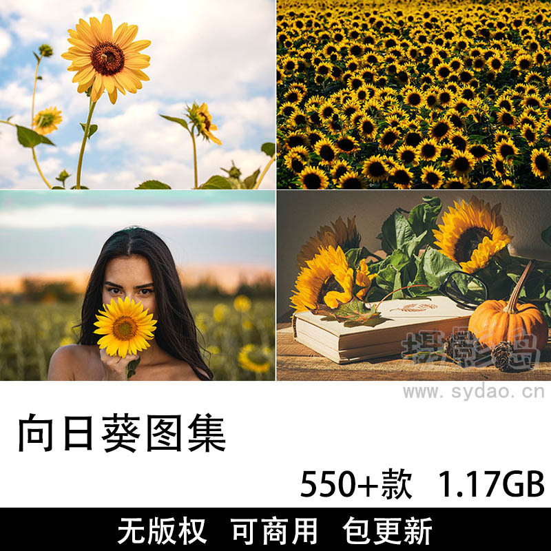 550+张可商用向日葵作品图集，免费无版权唯美高清向阳花、葵花设计配图壁纸图片素材