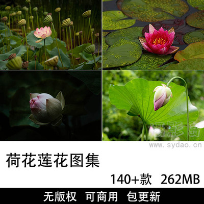 140+张可商用荷花莲花摄影作品图集，无版权高清荷花、莲花、花卉图片素材设计师自媒体配图壁纸大全