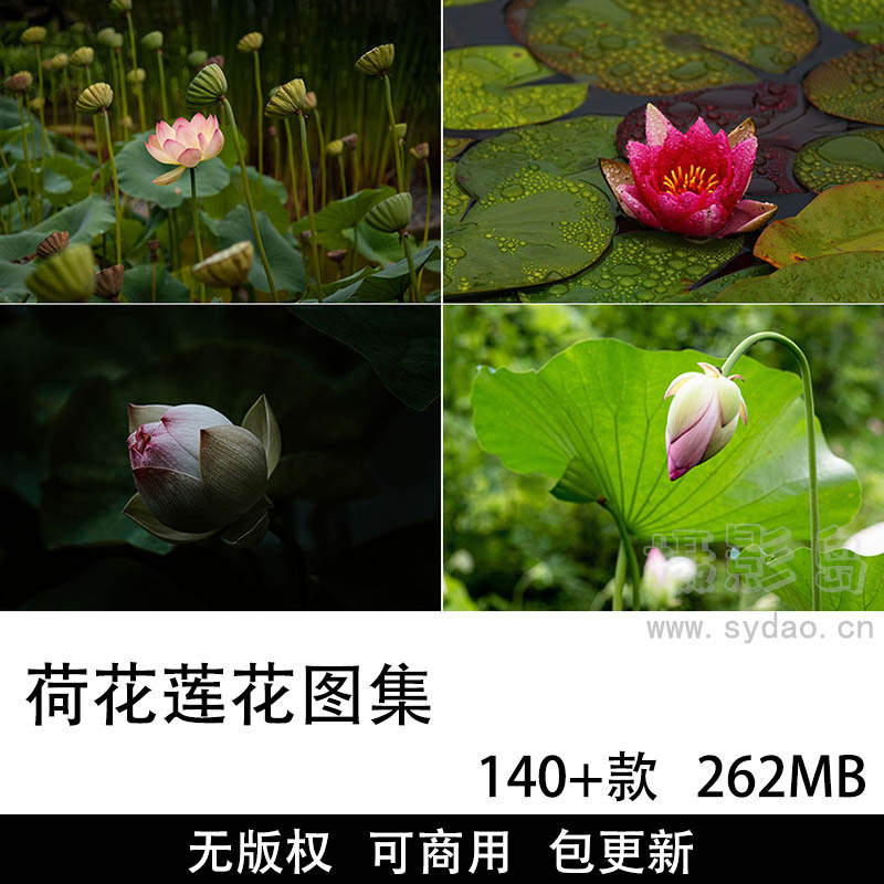 140+张可商用荷花莲花摄影作品图集，无版权高清荷花、莲花、花卉图片素材设计师自媒体配图壁纸