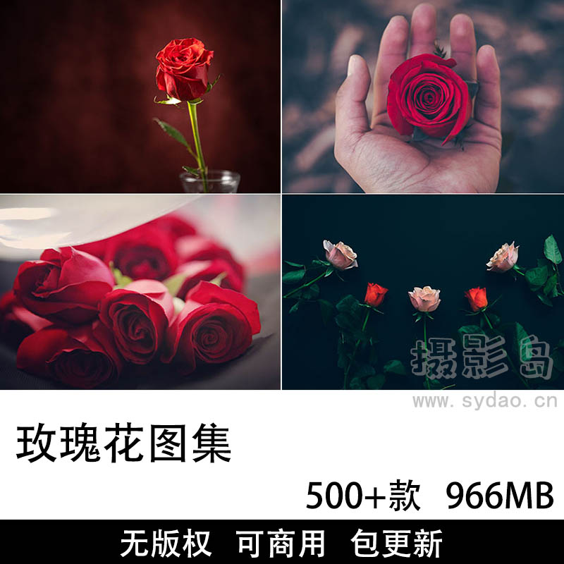 500+张可商用玫瑰花摄影作品图集，免费无版权Unsplash/Pexels高清玫瑰花朵壁纸图片素材