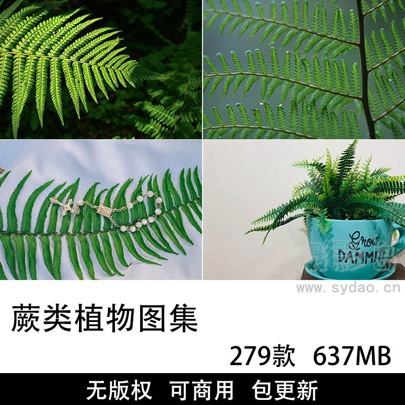 279张可商用蕨类植物摄影图集，无版权高清自然蕨类叶子图片设计素材