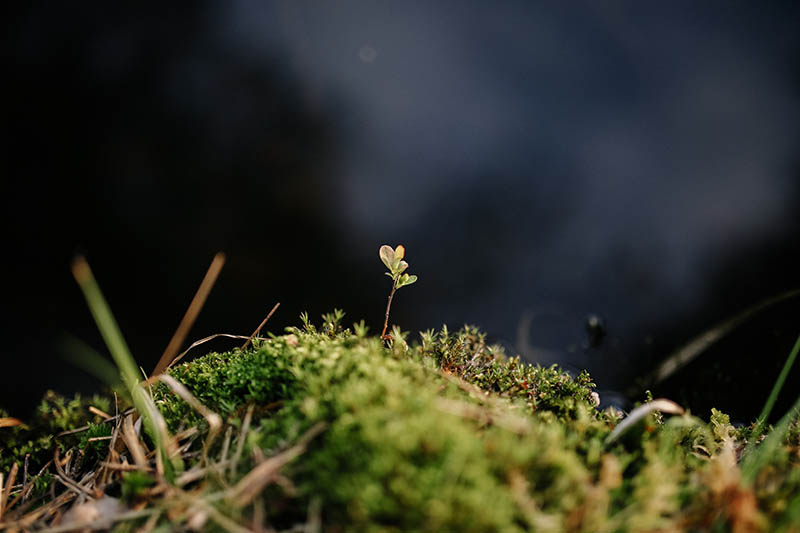 可商用苔藓植物摄影作品图集，COO协议无版权高清苔藓植物图片壁纸素材