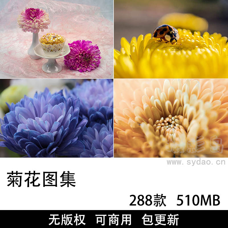 288款可商用菊花摄影作品图集，无版权非洲菊、万寿菊图片素材花卉背景摄影壁纸素材