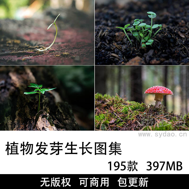 195款可商用植物发芽生长摄影作品图集，无版权绿色植物种子发芽生长土壤图片壁纸素材